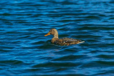 Mavi sudaki dişi yaban ördeği