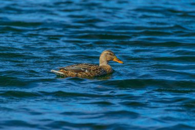 Mavi sudaki dişi yaban ördeği