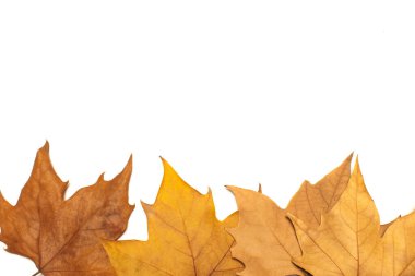 Beyaz arkaplanda kurumuş yapraklar