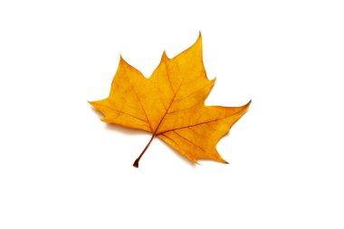 Beyaz arkaplanda kurumuş yapraklar