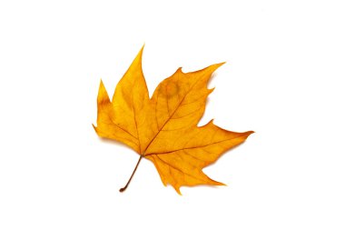 Beyaz arkaplanda kurumuş yapraklar