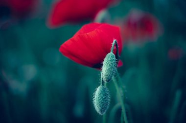 Tarlada kırmızı haşhaş çiçeği