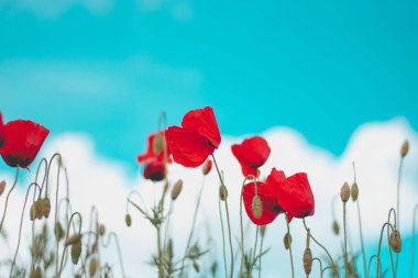 Tarlada kırmızı haşhaş çiçeği