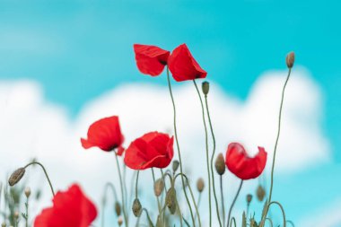 Tarlada kırmızı haşhaş çiçeği