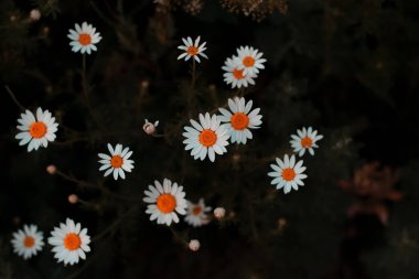 Koyu yeşil arka planda beyaz çiçek.