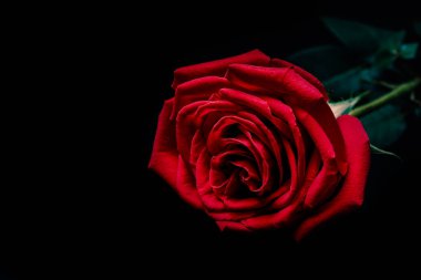 koyu arka plan üzerinde kırmızı gül