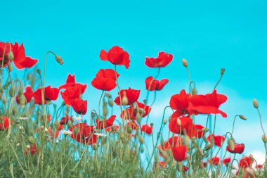 Gardenings Premium Stock Photos Download For Commercial Use Format Jpg Images High Resolution