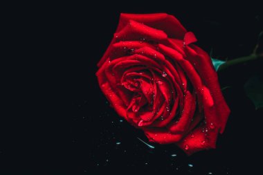 koyu arka plan üzerinde kırmızı gül