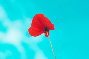 Tarlada kırmızı haşhaş çiçeği