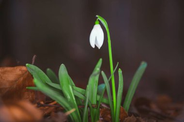 Ormanda güzel beyaz kardelen çiçekleri