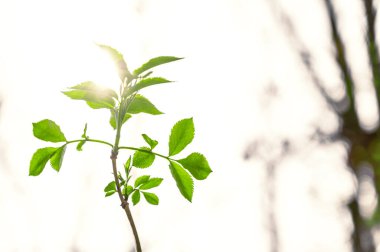 Dallardaki yeşil yaprak yeşil arkaplanda izole edilir