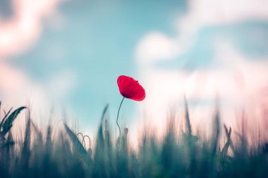 Red poppy flower in field clipart