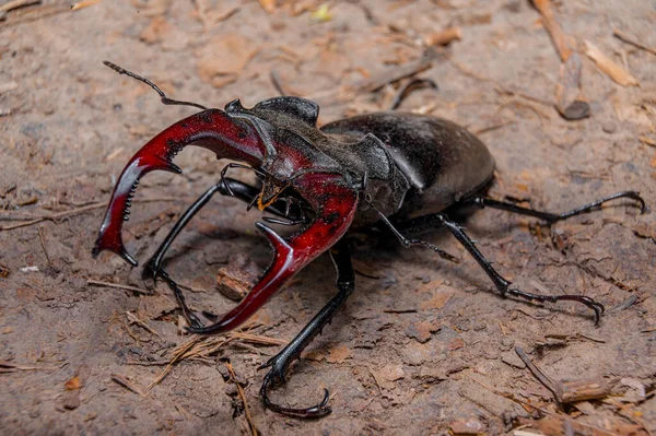 Beetle Cyclommatus Elaphus Beetle Close Macro Shot — стокове фото