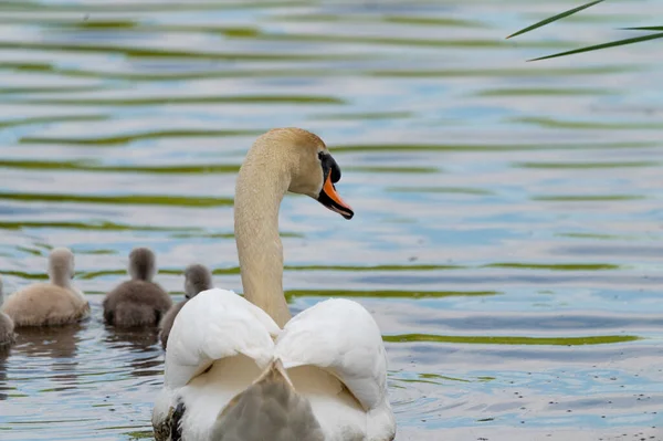 Cisne Cisnes Brancos Ganso Família Cisne Andando Sobre Água Pássaro — Fotografia de Stock