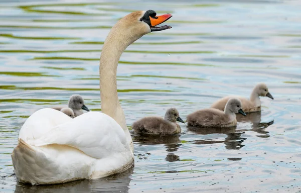 Cisne Cisnes Blancos Ganso Familia Del Cisne Caminando Sobre Agua —  Fotos de Stock