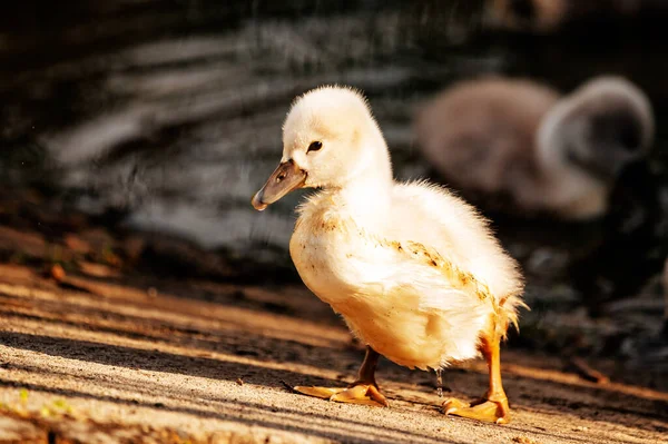 Swan White Swans Goose Swan Family Walking Water Swan Bird — Stock Photo, Image