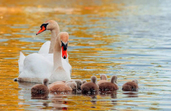 Cisne Cisnes Brancos Ganso Família Cisne Andando Sobre Água Pássaro — Fotografia de Stock