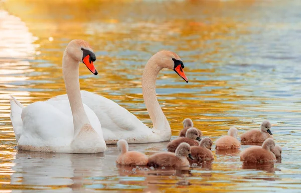Cisne Cisnes Brancos Ganso Família Cisne Andando Sobre Água Pássaro — Fotografia de Stock