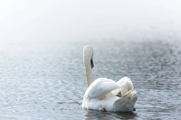 Cygne Blanc Nageant Dans Lac — Photo