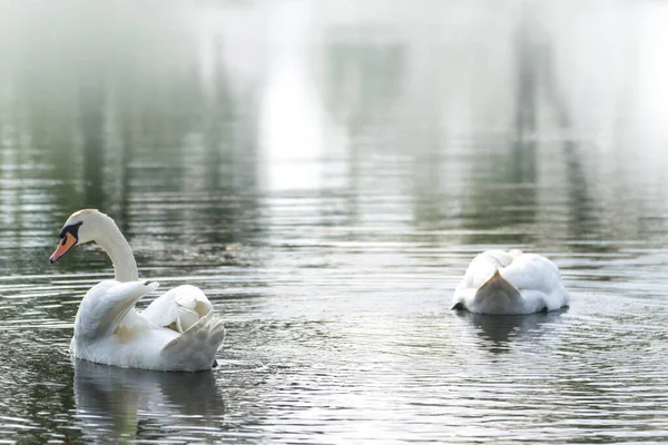 Λευκός Κύκνος Κολυμπά Στη Λίμνη — Φωτογραφία Αρχείου