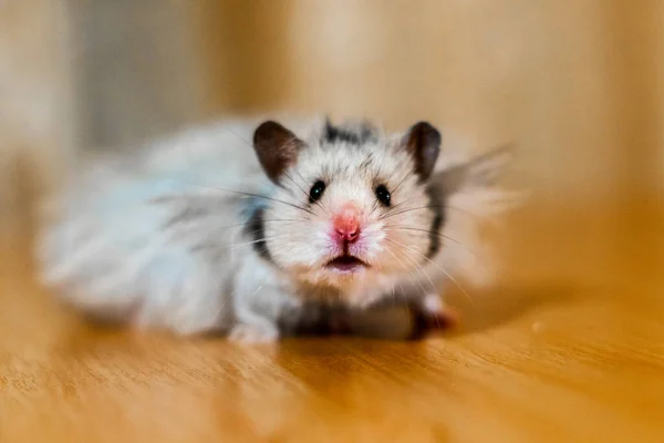 Uzun saçlı hamster.