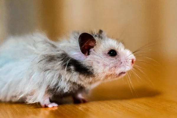 Uzun saçlı hamster.