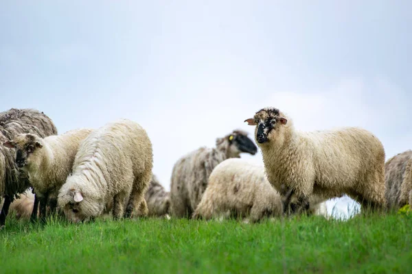 Herde Starrender Schafe — Stockfoto