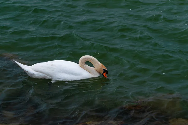 白天鹅在湖中游泳 — 图库照片