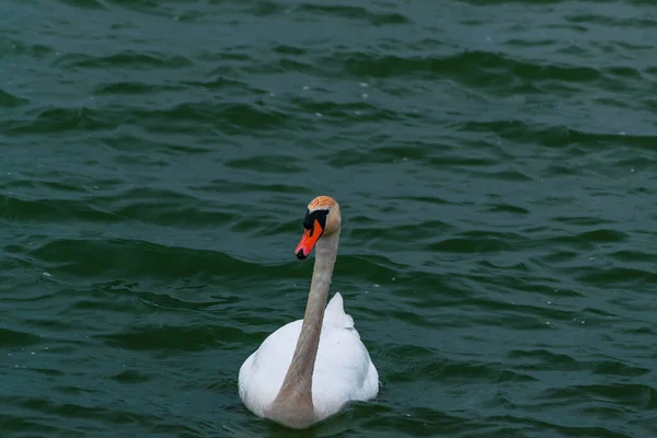 Cygne Blanc Nageant Dans Lac — Photo