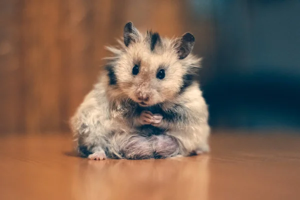 Yıkanan hamster.