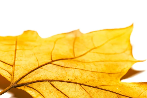 Feuilles Séchées Sur Fond Blanc — Photo