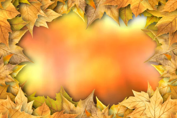 Blurry Autumn Background Frame Colorful Yellow Red Oak Foliage — Stock Photo, Image