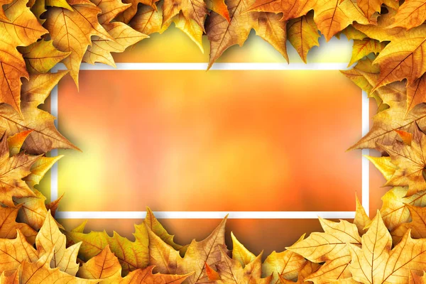 Verschwommener Herbst Hintergrund Mit Einem Rahmen Aus Bunten Gelben Und — Stockfoto