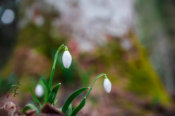 Mooie Witte Snowdrop Bloemen Groeien Het Bos — Stockfoto