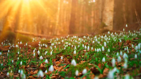 Piękny Przebiśnieg Białe Kwiaty Rosnące Lesie — Zdjęcie stockowe