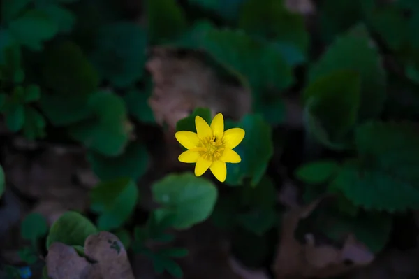 Uma Pequena Flor Amarela Está Crescendo Entre Grama Verde Folhas — Fotografia de Stock