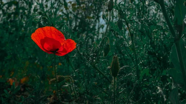 Flor Amapola Papaver Rhoeas Amapola Con Luz —  Fotos de Stock