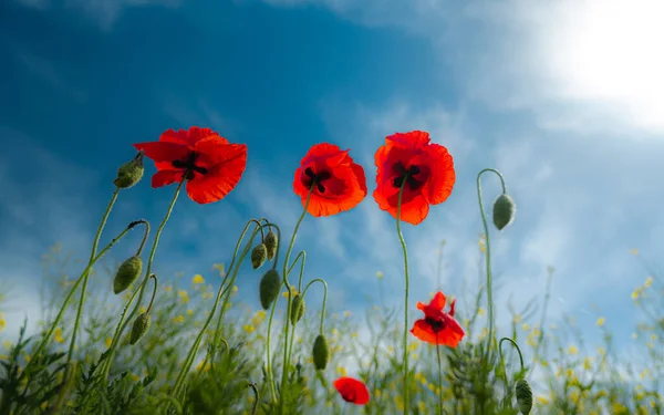 Papavero Fiore Papavero Roee Papavero Con Luce — Foto Stock