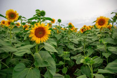 Ayçiçeği tarlasında mavi bir gökyüzünün altında