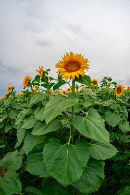 sunflower in a field of sunflowers under a blue sky clipart