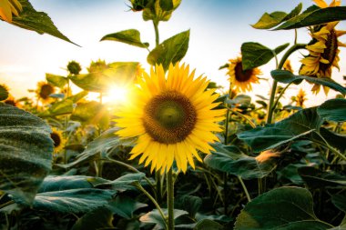 field of blooming sunflowers on a background sunset clipart