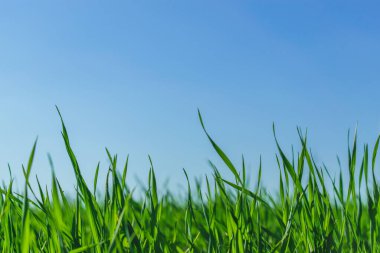 Mavi gökyüzü üzerinde yeşil çimen.