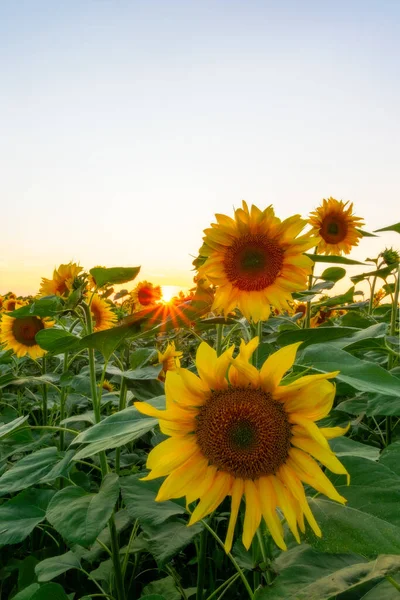 Feld Blühender Sonnenblumen Auf Einem Hintergrund Sonnenuntergang — Stockfoto