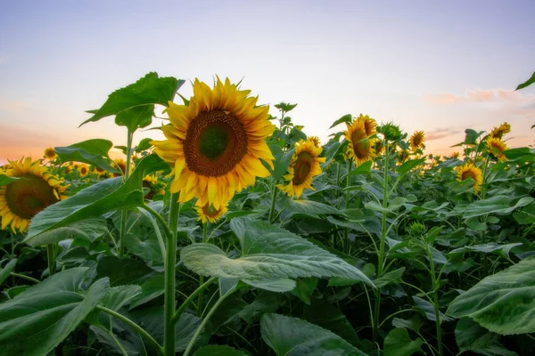 Feld Blühender Sonnenblumen Auf Einem Hintergrund Sonnenuntergang — Stockfoto