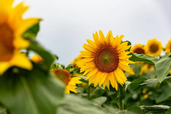 Sonnenblume Einem Feld Von Sonnenblumen Unter Blauem Himmel — Stockfoto