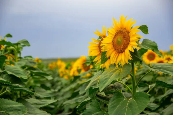 Tournesol Dans Champ Tournesols Sous Ciel Bleu — Photo