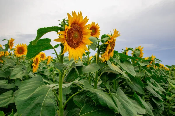 Tournesol Dans Champ Tournesols Sous Ciel Bleu — Photo