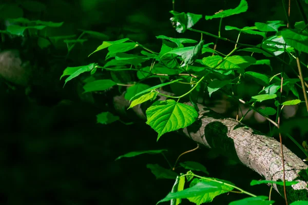 Hojas Verdes Árbol — Foto de Stock