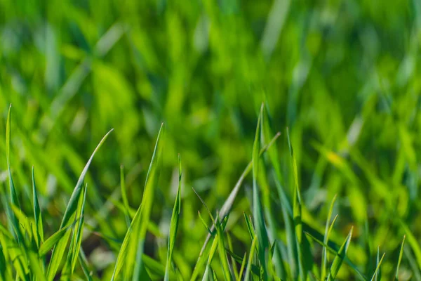 Green Grass Texture — Stock Photo, Image
