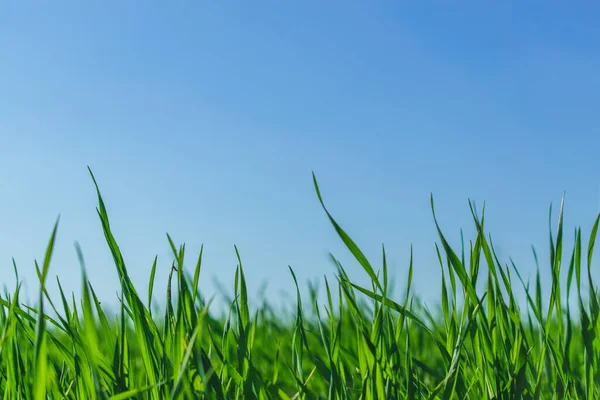 Herbe Verte Sur Ciel Bleu — Photo